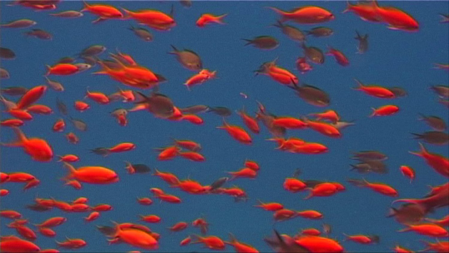 Gerard Holthuis MARSA ABU GALAWA (CARELESS REEFPART 4), 2004 (video still) Video 35mm, sound, 12 min 08s